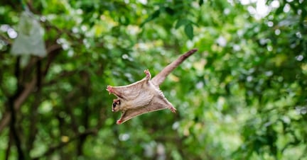 A sugar glider in the wild