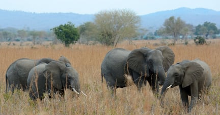 Elephants Mikumi National Park Tanzania. Credit: Andrew Morgan