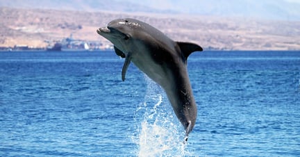 A wild dolphin jumping