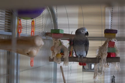 An African Grey Parrot as a pet