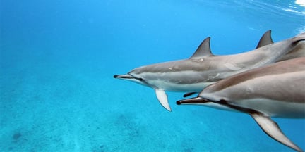 Two wild bottlenose dolphins swim freely in the ocean