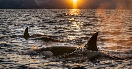 Orcas in the wild