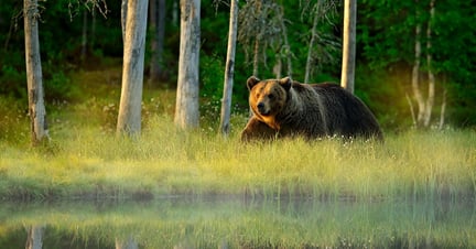 A bear in the wild