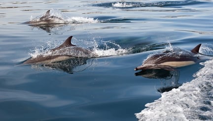 Wild dolphins swimming