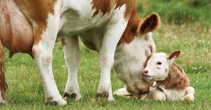 A mother cow and her calf