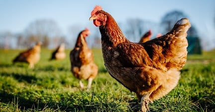 Chickens outdoors on a high welfare farm