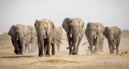 A herd of wild elephants