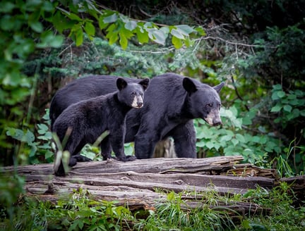 A mother bear and her cub in the wild