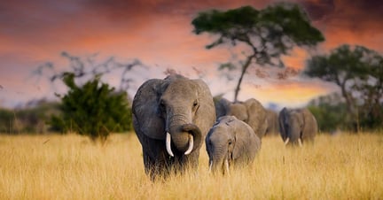 Elephants in the wild