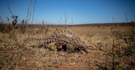 A pangolin in the wild