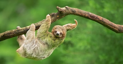 A wild sloth hanging from a tree