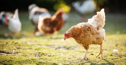 Chickens outside foraging in the dirt