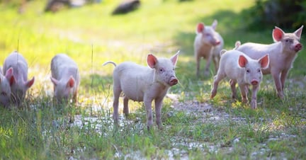 Piglets outdoors on a high-welfare farm