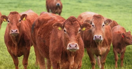 A herd of red cows grazing on lush green pastures