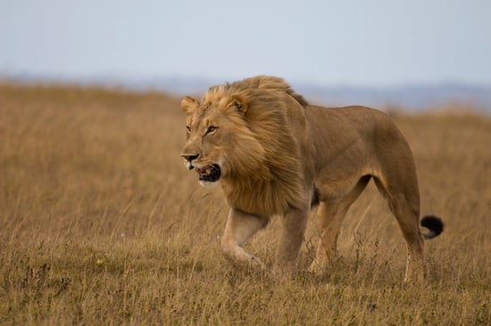 Lion in the African savannah