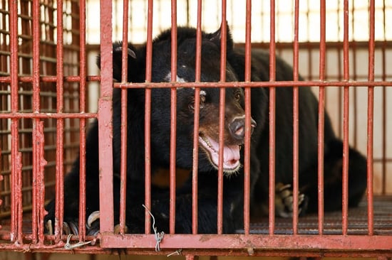 Chinh the bear before rescue