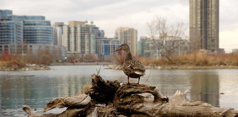 A duck in an urban area