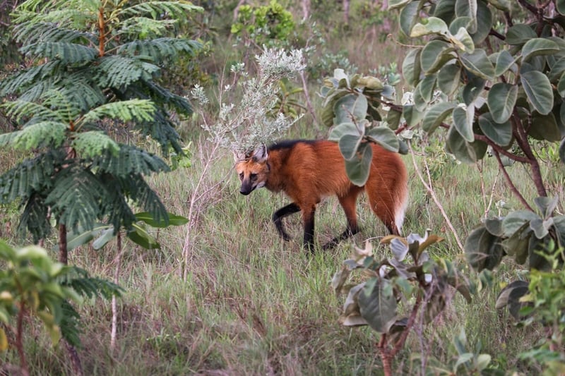 A maned wolf