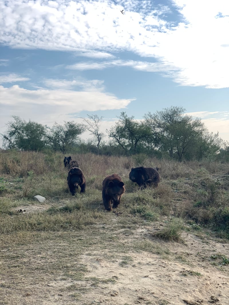 Bears at Balkasar Bear Sanctuary