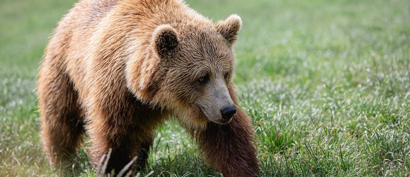 A bear in sanctuary