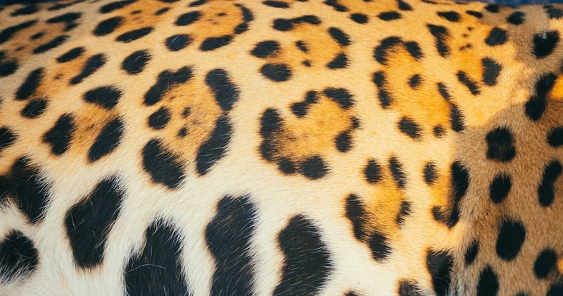 Xamã's jaguar fur pattern