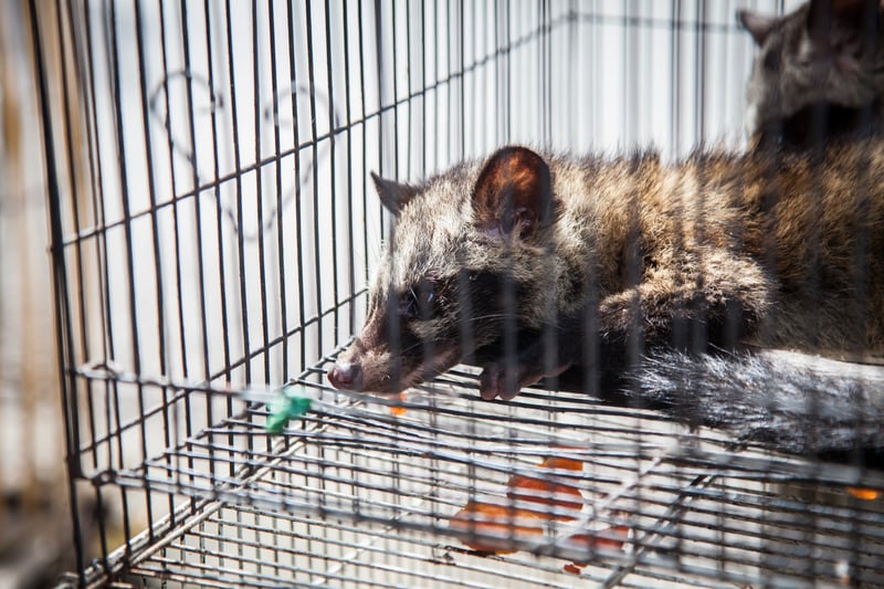 A caged civet at a wildlife market in Bali