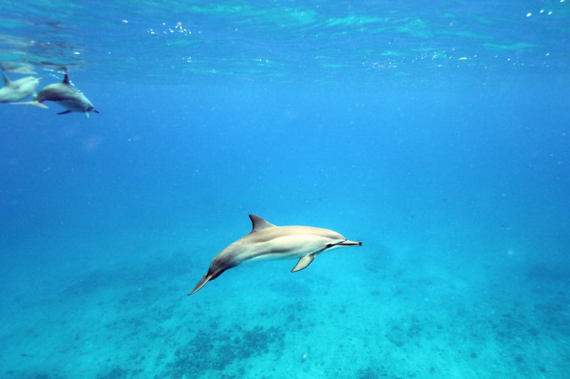 A pod of spinner dolphins off the west coast of Oahu, Hawaii. Photo: World Animal Protection / Rachel Ceretto