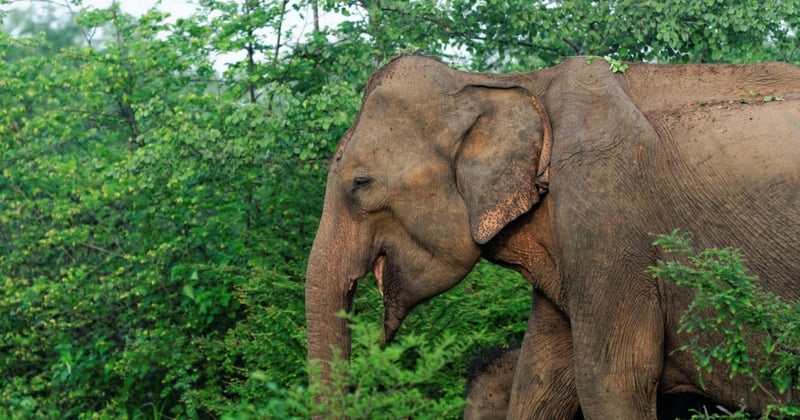 An elephant walking through bushes