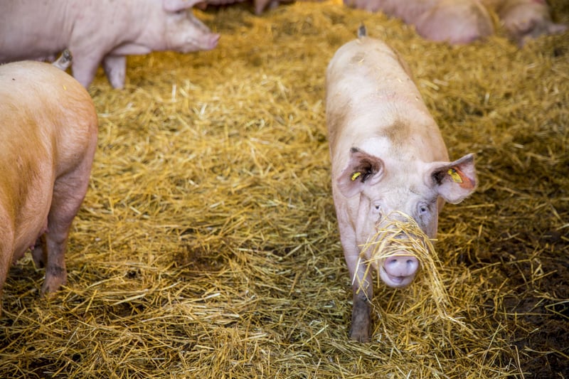 An example of good animal welfare practices at an indoor pig farm in the UK.