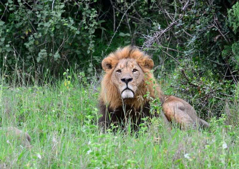 A male lion in the wild sits in long grass