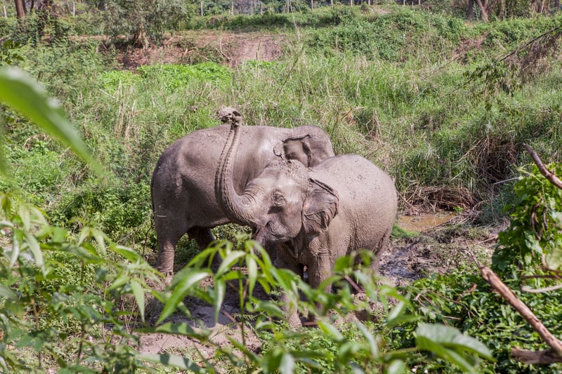 Elephants pictured at a higher welfare venue where they have a natural environment to roam in and express natural behaviour. Photo: World Animal Protection / Saranya Chalermchai