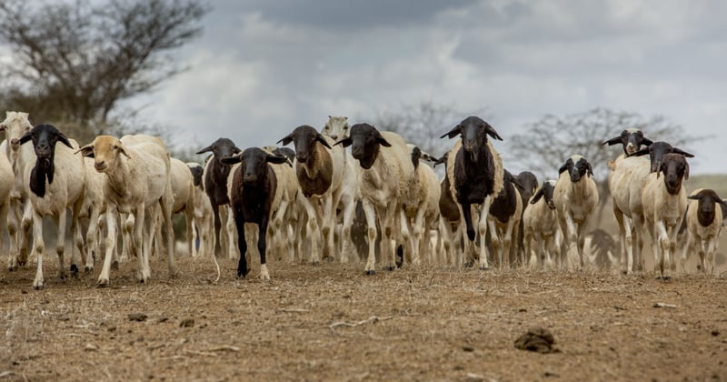 herd of goats