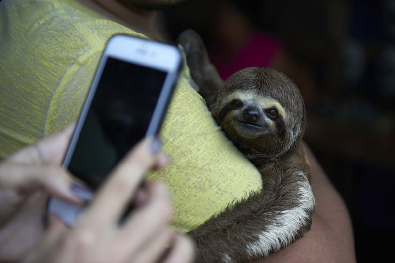 Local sloths are taken from the wild and used for harmful selfies with tourists, in Manaus, Brazil.