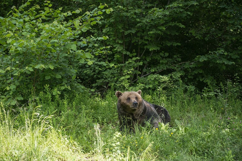 Bears in tree at Romanian Sanctuary, May 2018