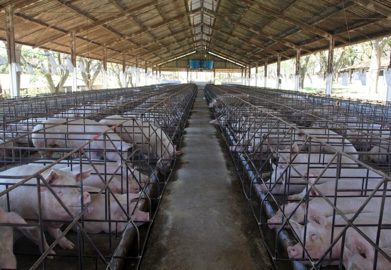 Gestation Crates