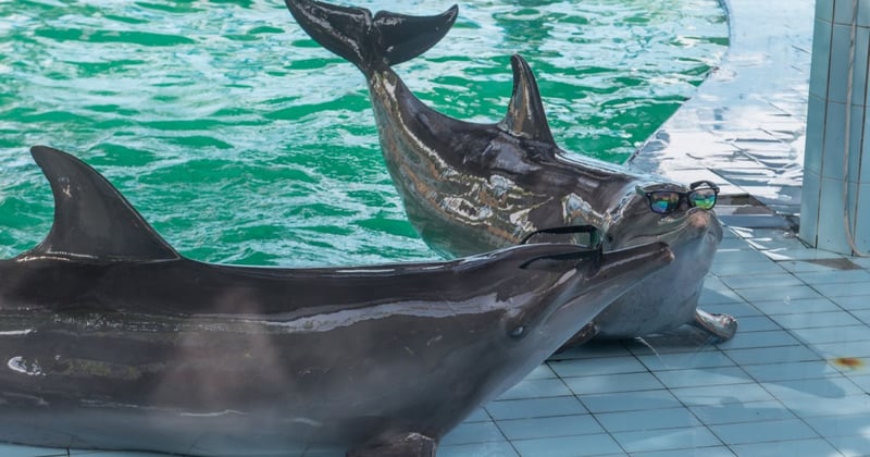 Unnatural behaviours captive dolphins exhibit