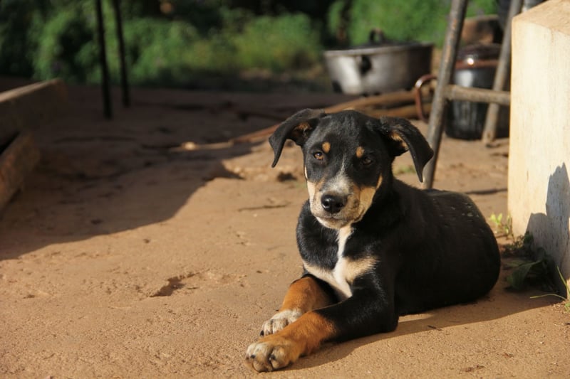 A dog we met during our disaster work after Cyclone Idai