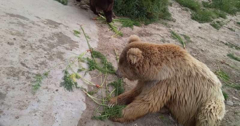 Organic farm grows carrots for Balkasar bears