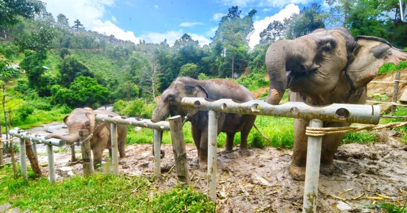 Elephants eating at ChangChill