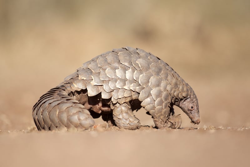 A wild pangolin standing on the dry ground. Its scaly tail is curled up behind it.