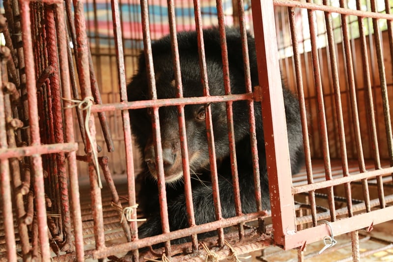 A bear on a bear bile farm