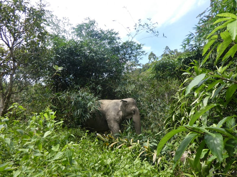 Jahn, a 32-year-old female elephant at Following Giants