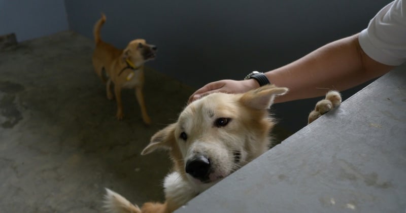 A dog we met during a vaccination event.