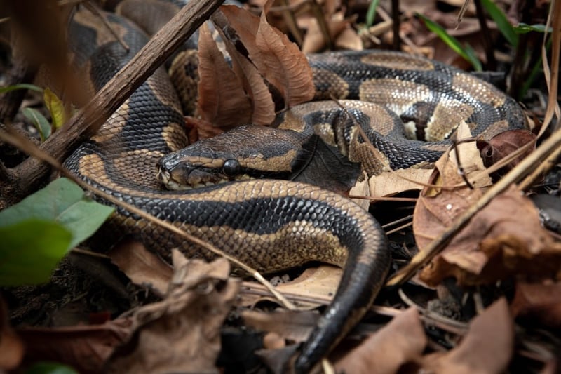 A wild snake hiding in foliage