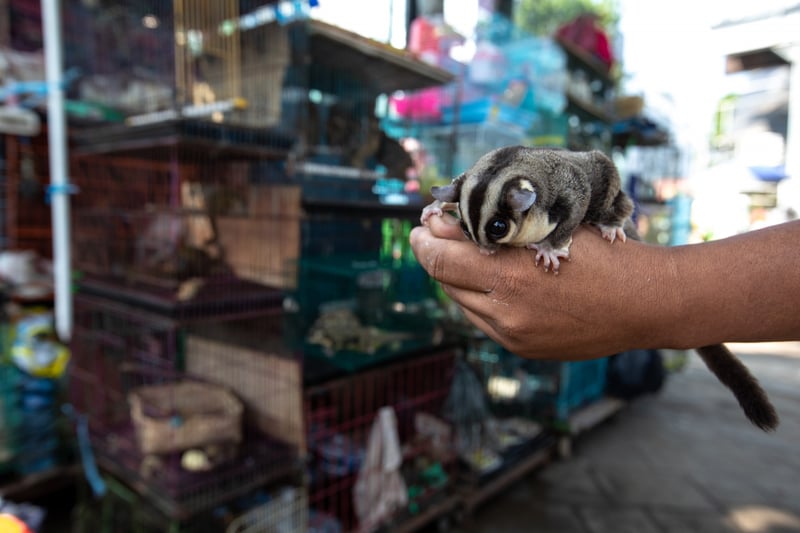 Pictured: a sugar glider in front of cages of other animals at a wildlife market in Indonesia.