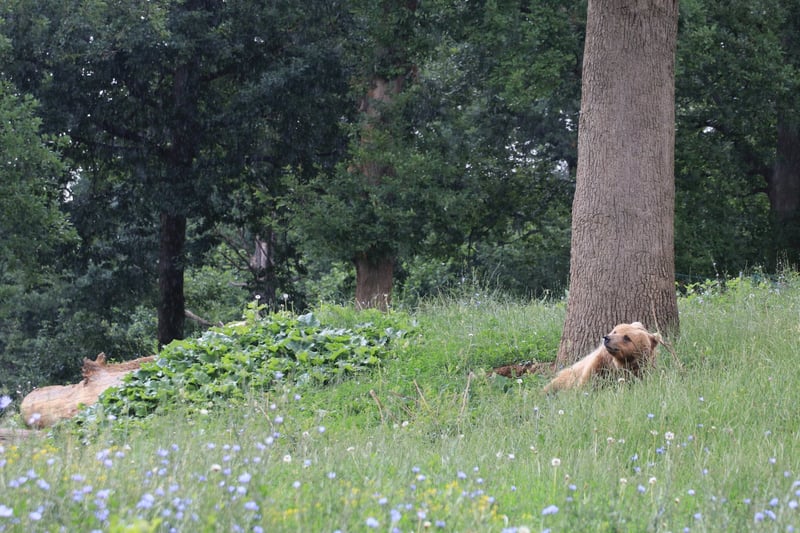 A rescued bear resting in Libearty sanctuary