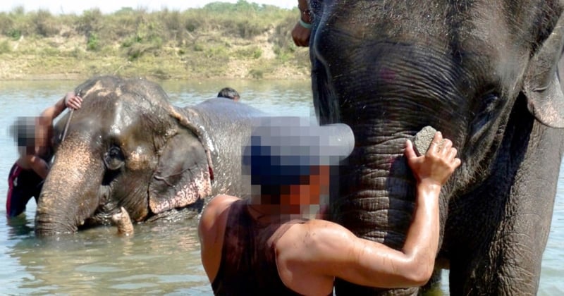 A man washes an elephant's trunk with a sponge. In the background you can see the same thing happening to another elephant.