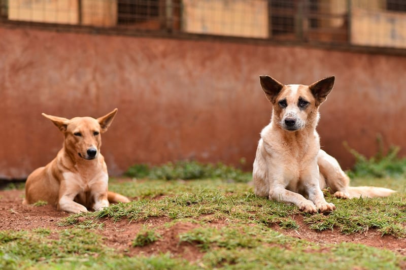 Two dogs sitting in the grass