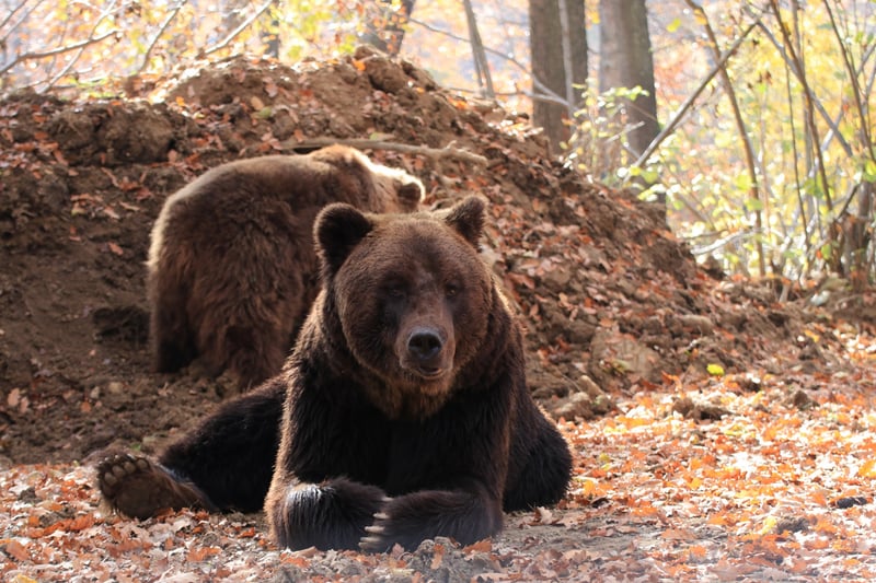 Pictured; Timka is a huge bear, weighing around 400lbs.