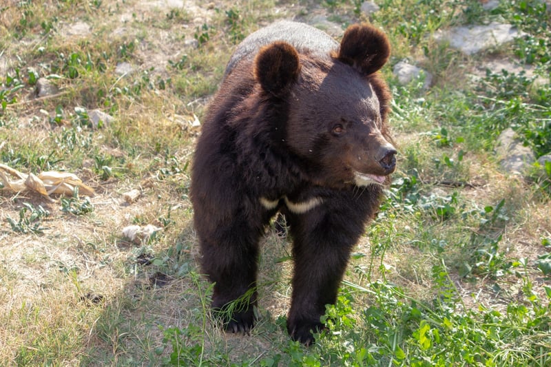 Pictured: A rescued bear at the Balkasar bear sanctuary